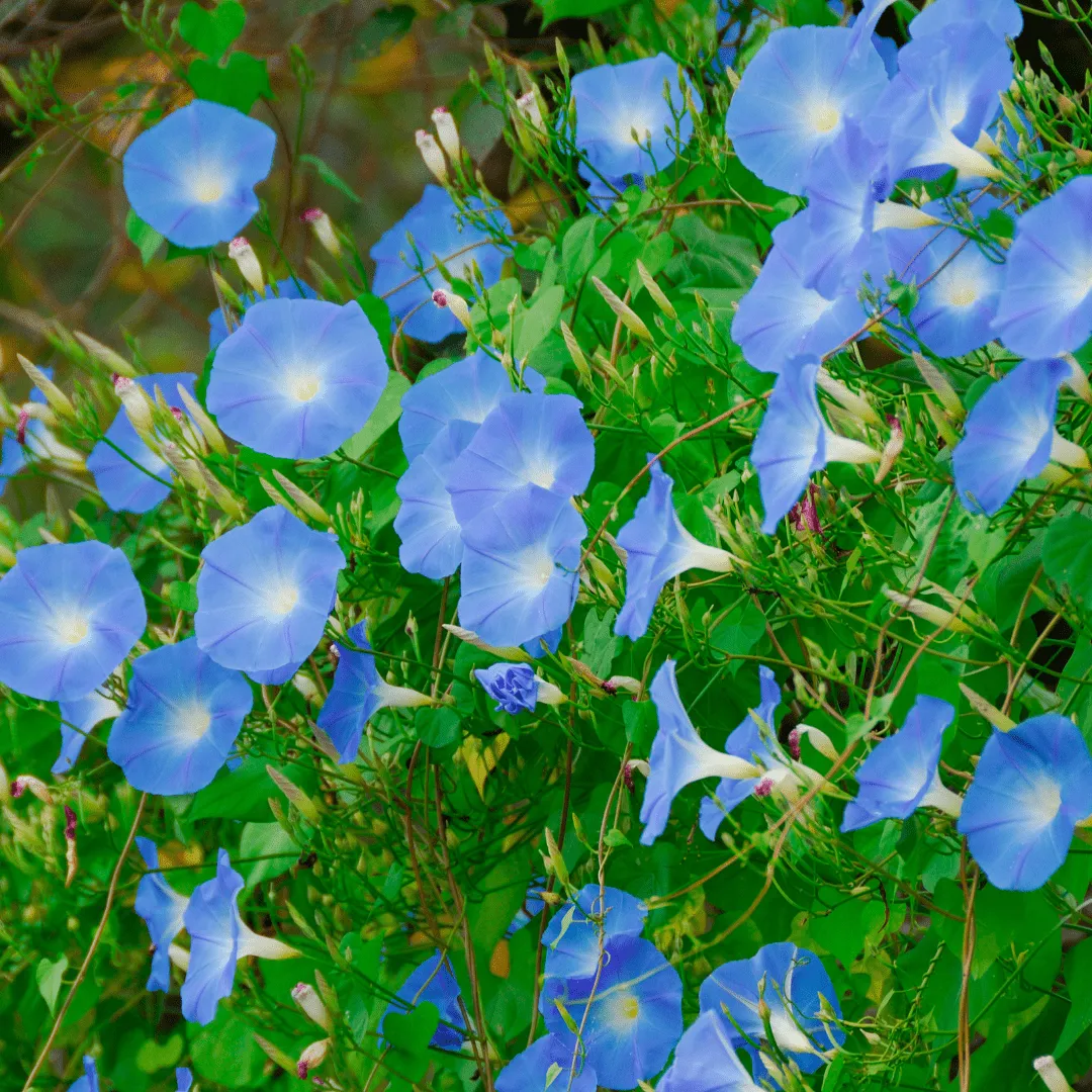 Morning Glory Heavenly Blue Seeds | West Coast Seeds