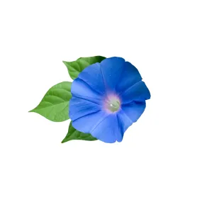 Morning Glory Heavenly Blue Seeds | West Coast Seeds